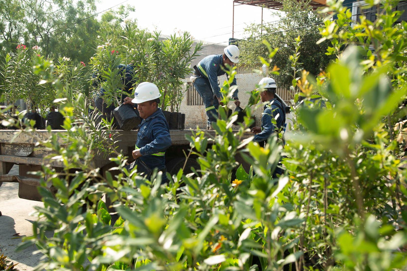 Vivero